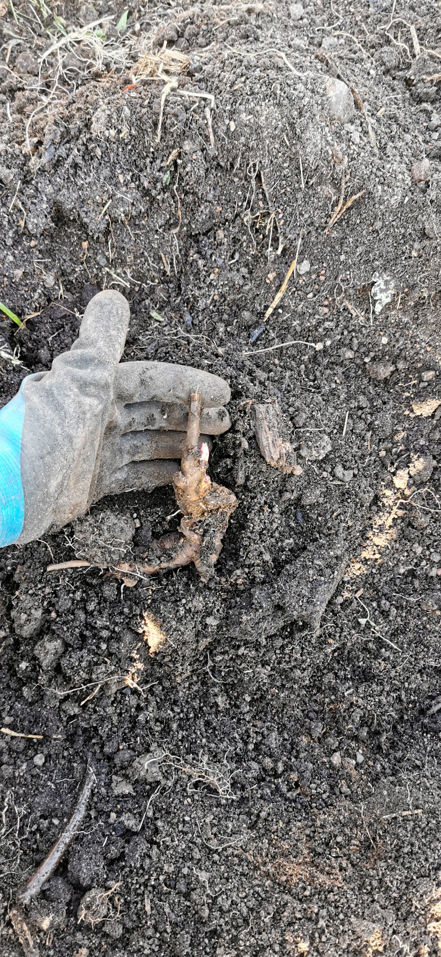 En pionrot med ett synligt öga.