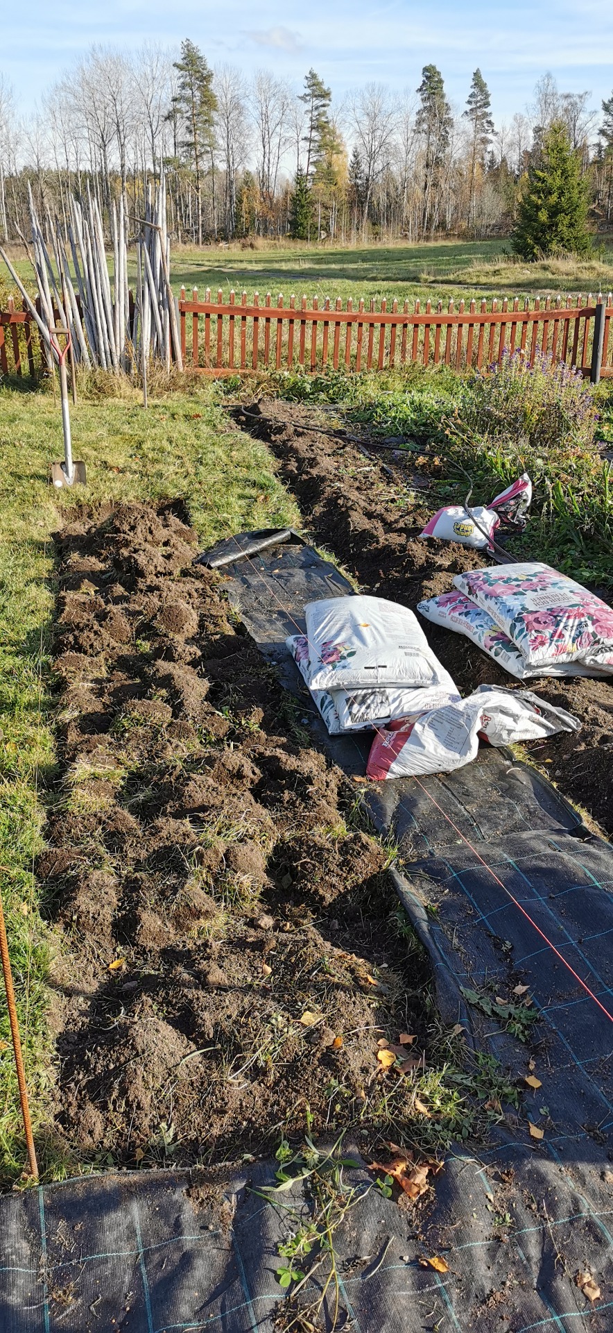 Anläggning av nya pionbäddar i snittblomsodlingen.