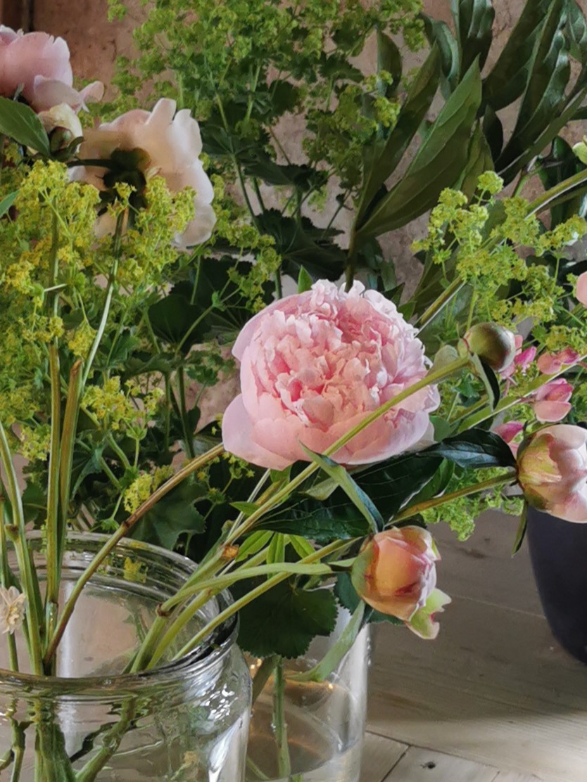 Pionen 'Sarah Bernhardt' och daggkåpa passar fint ihop både i rabatt och bukett.